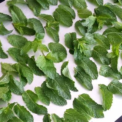 How to Dry Mint at Home Naturally: Your Comprehensive Guide for 2025