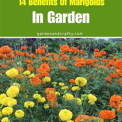 14 Benefits of Marigolds in the Garden: Why You Should Plant Tagetes Now