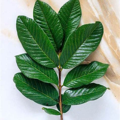 The Hidden Power of Guava Leaves: Nature’s Overlooked Healer