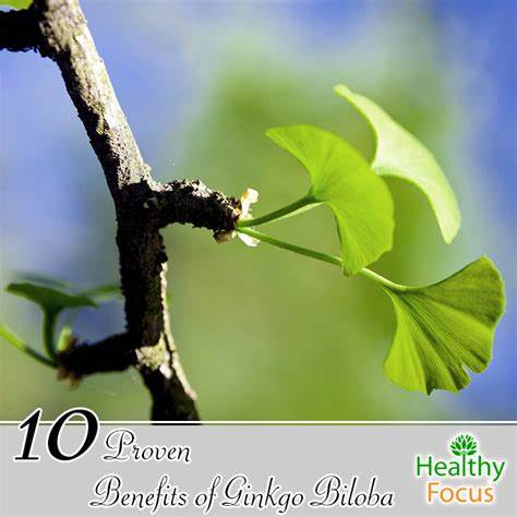 Ginkgo biloba golden leaves extract capsules