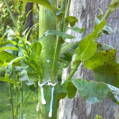Wild Lettuce Sap: Nature’s Forgotten Calming Elixir