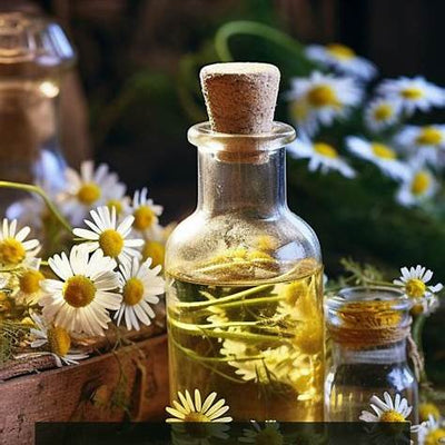 Chamomile: The Gentle Healer Hidden in Your Teacup