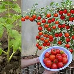 How to Grow Tomatoes Fast and Achieve Bountiful Harvests at Home