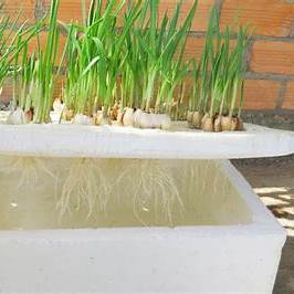 How to Grow Onions & Garlic in a Styrofoam Box for Beginners: A Comprehensive Guide