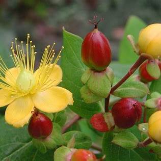 St. John's Wort: Your Comprehensive Guide to This Versatile Herb for Mood, Nerves, and Skin