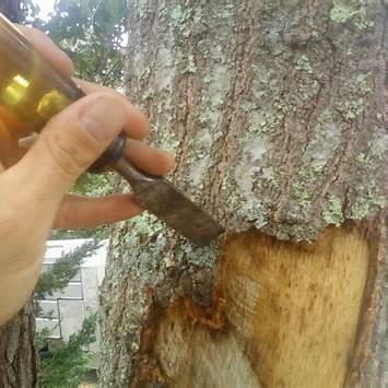 How to Revive a Tree with Damaged Bark: Expert Tips for Natural Healing