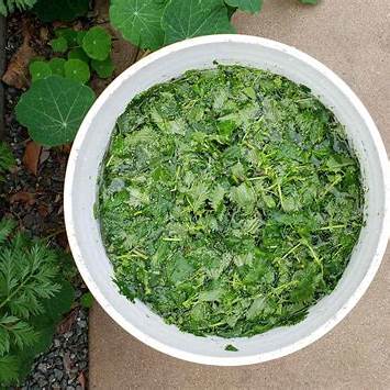 Unlock Lush Growth: A Comprehensive Guide to Making and Using Stinging Nettle Fertilizer Tea in 2025
