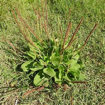 The Overlooked Power of Plantago Major: Nature’s Quiet Healer