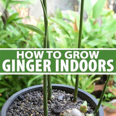 Easy Guide: How to Grow Ginger Anywhere (Ideal for Beginners & Intermediates)