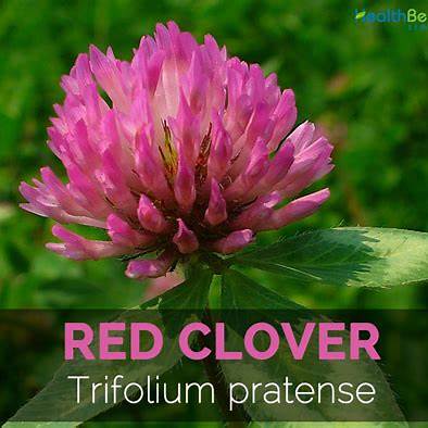 15 Amazing Benefits of Red Clover (Trifolium pratense) and How to Use This Healing Herb