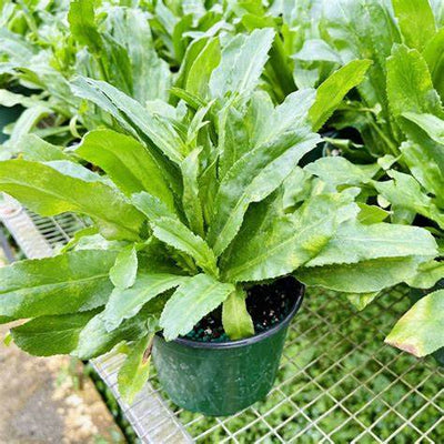 Culantro Herb Benefits & Uses: Unlocking the Power of This Healing Plant in 2025