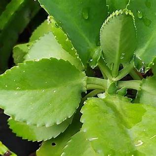 7 Life-Changing Benefits of the Miracle Leaf of Life (Kalanchoe pinnata): A Deep Dive into Nature's Pharmacy