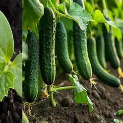 How to Double Your Cucumber Yield Using Eggshells: A Gardener’s Secret Weapon