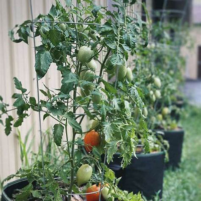 The Ultimate Guide to Planting Tomatoes: Expert Tips for a Bountiful Harvest in 2025