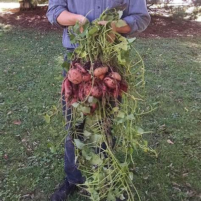 7 Secrets to Growing Huge Sweet Potatoes: Pro Tips for a Massive Harvest in 2025