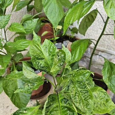 Chili Leaves: The Overlooked Superfood Hiding in Your Garden
