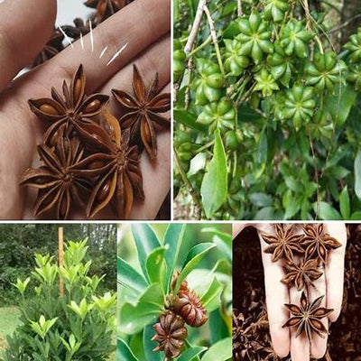 From Seed to Spice: A Comprehensive Guide to Growing Anise in Containers