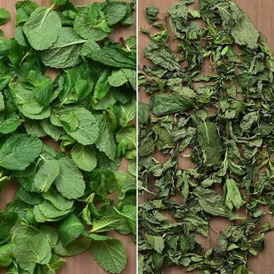 How to Dry Mint at Home Naturally – Preserve Flavor & Aroma: A Comprehensive Guide for 2025