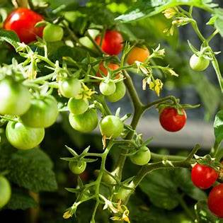 How to Harvest Tomatoes for Maximum Flavor and Freshness: A Comprehensive Guide