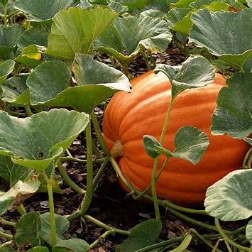 Harvest Your Dreams: The Complete Guide to Growing Pumpkins From Seed