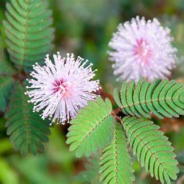 The Healing Power of Mimosa Pudica: Nature’s Quiet Defense Mechanism, Ancient Wisdom, and Modern Wellness