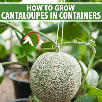 Growing Cantaloupe in Containers: A Beginner-Friendly Guide to Sweet Success