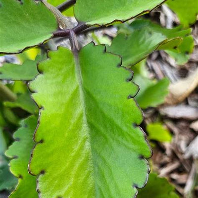 11 Surprising Benefits of the Miracle Leaf of Life You Need to Know