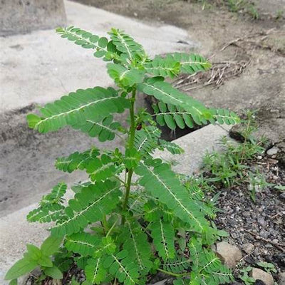 Stone Breaker (Phyllanthus Niruri): The Ultimate Natural Remedy with 25 Powerful Health Benefits