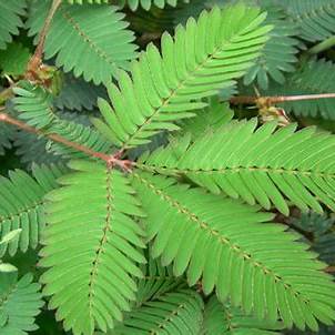Mimosa Pudica: The ‘Touch-Me-Not’ Plant That Heals More Than It Hides