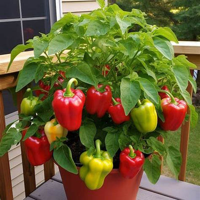 The Ultimate Guide to Growing Peppers at Home: Secrets for a Bountiful Harvest in 2025