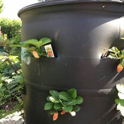 How to Create a Strawberry Tower from a Barrel: A Space-Saving Garden Trick