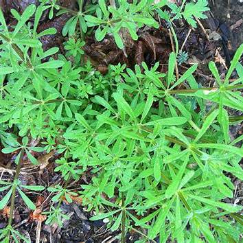 Cleavers (Galium aparine) Herbal Detox & Lymphatic Cleanse: Nature’s Gentle Spring Tonic