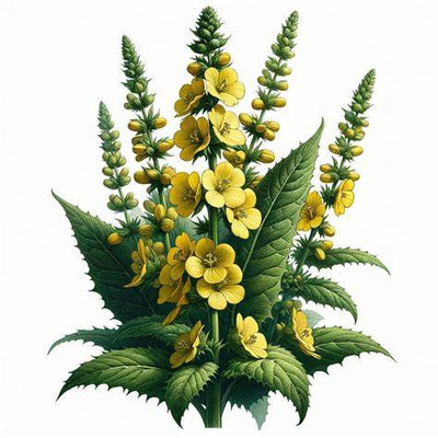 The Gentle Strength of Mullein Flowers: Herbal Healing from Head to Toe
