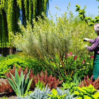 The Dappled Willow's Reign in 2025: Why This Fast-Growing Shrub is Everyone's Garden Darling