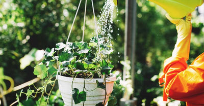 How to Use Urine as Fertilizer: The Ultimate Guide for Beginners and Beyond