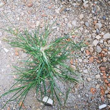 Goosegrass: The Overlooked Herb with Real Health Power