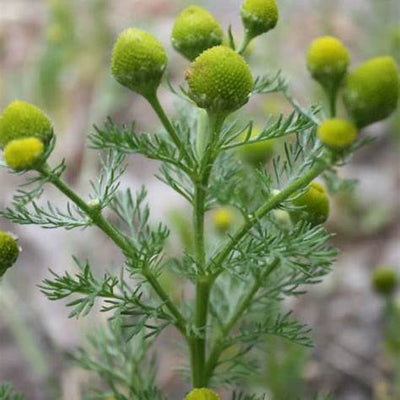 Pineapple Weed (Matricaria discoidea): Unearthing Nature’s Calming Herb with Surprising Benefits in 2025