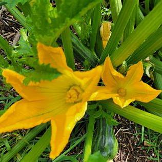 4 Proven Ways to Feed Zucchini for a Massive Harvest in 2025