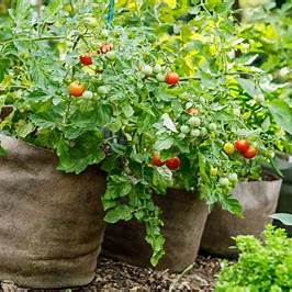 A Complete Guide to Growing Tomatoes at Home Using Soil Bags: Maximize Your Yield in 2025