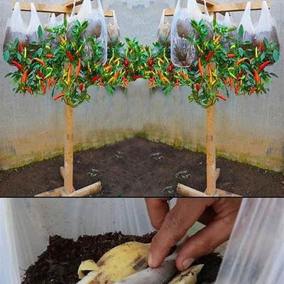 Growing Peppers Upside Down in Grocery Bags: The Secret to an Abundant Harvest