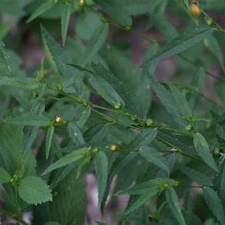 Stubborn Grass (Sida acuta): A Comprehensive Guide to its Health Benefits, Side Effects, and Traditional Uses in 2025