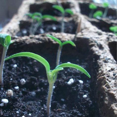 Growing Tomato Seedlings from Seeds: Expert Tips for a Bountiful Harvest in 2025