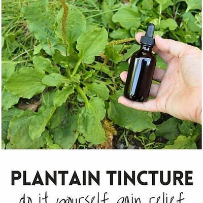 The Secret Power of Plantain Tincture: Nature’s Quiet Healer