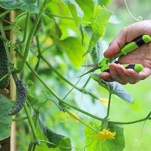 How to Prune Cucumber Plants for Maximum Fruit Production: A Comprehensive Guide