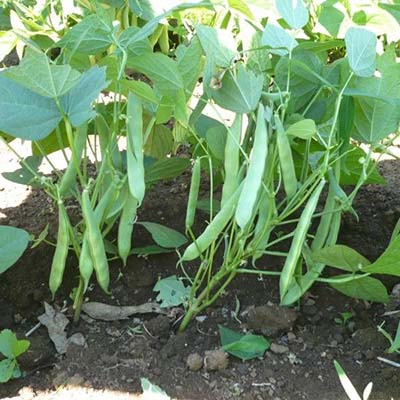 How to Grow Beans: A Comprehensive Guide to a Bountiful Bean Harvest