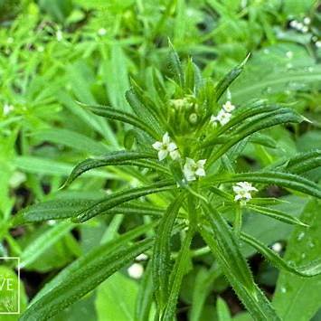 Cleavers (Galium aparine): Herbal Lymphatic Detox & Spring Cleanse