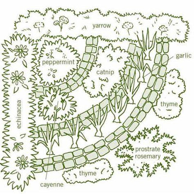 Cultivating Wellness: A Comprehensive Guide to Planning Your Medicinal Herb Garden for Health and Beauty
