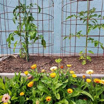 Unlock Bountiful Harvests: 16 Cheap & Easy DIY Tomato Cage Ideas for Stronger, Healthier Tomatoes in 2025
