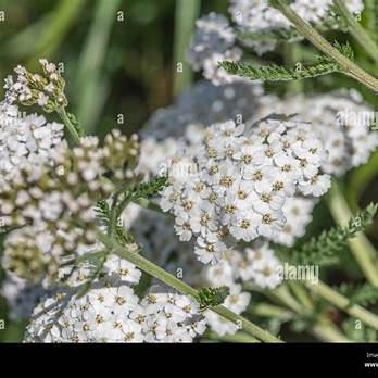 Yarrow: A Timeless Herbal Ally with Powerful Health Benefits