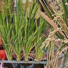 The Ultimate Guide to Growing Rice from Store-Bought Brown Rice at Home